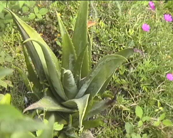 Aloe vera, Gandria