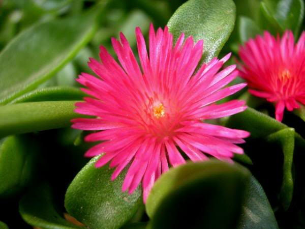 Aptenia cordifolia del mio giardino, Lugano-Pregasso na