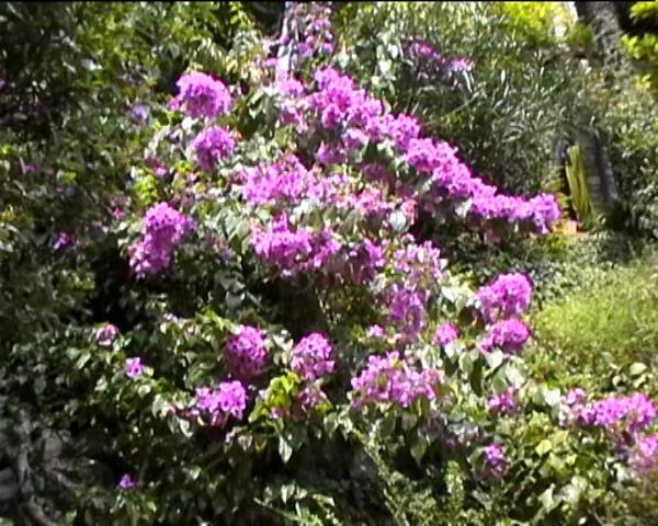 Bougainvillea, Lugano