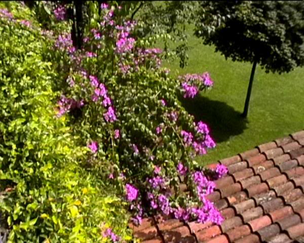 Bougainvillea, sentiero di Gandria, Lugano