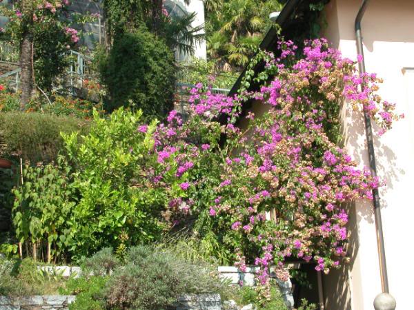 Bougainvillea , Brissago.