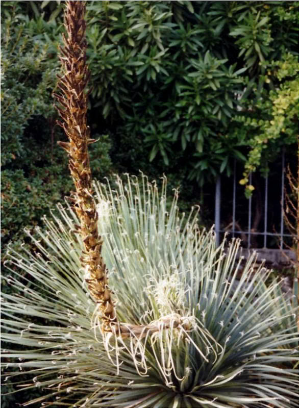 Dasylirion, Brissago.