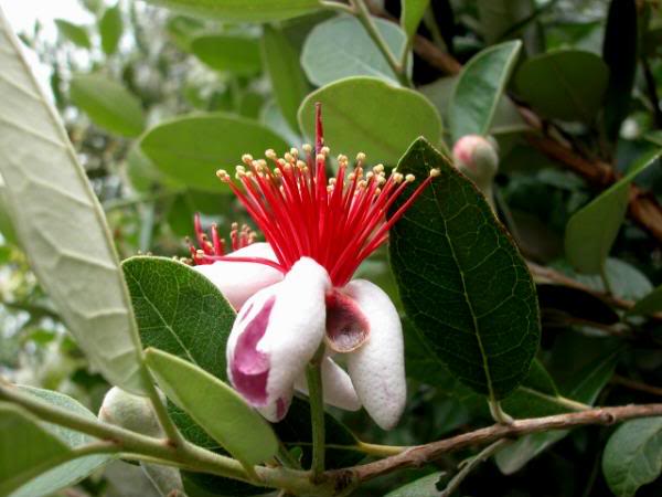 Feijoa sellowiana, Lugano