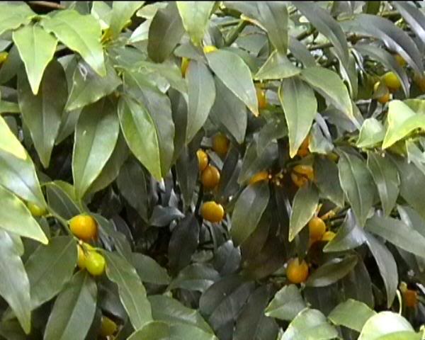 Kumquat (Lugano Castagnola)