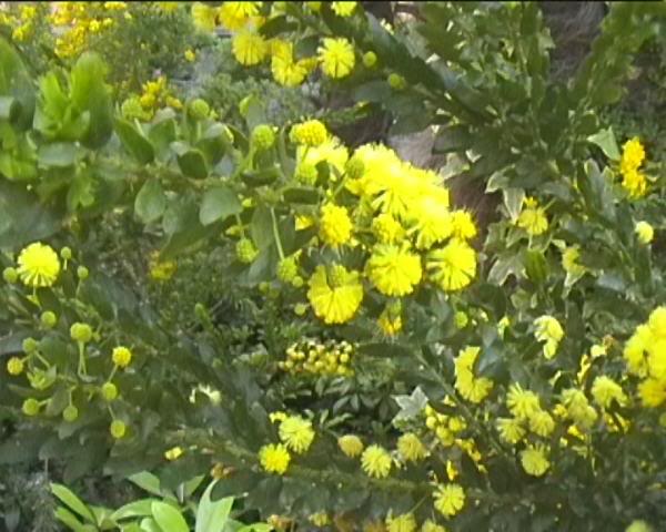 Acacia armata ( Lugano Cassarate)