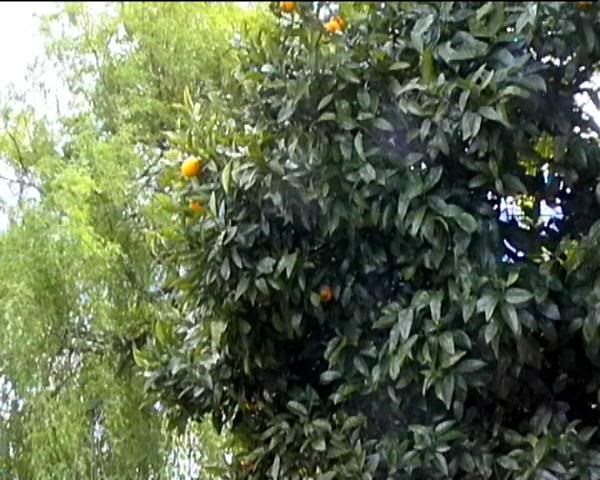 Citrus aurantium, Porto Ronco.