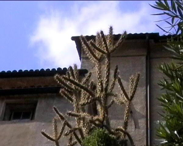 Cylindropuntia, Gandria