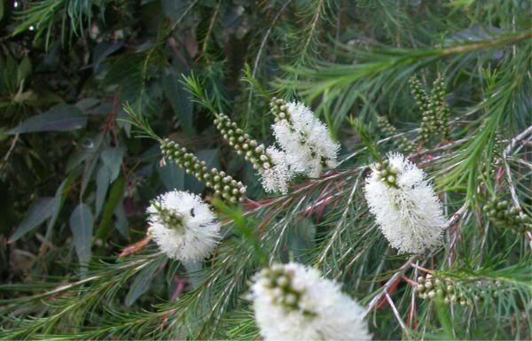 Malaleuca, Isole di Brissago