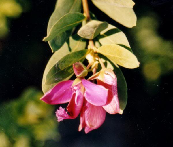 Polygala myrtifolia, Lugano