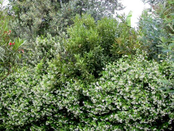 Trachaelospermu m, kumquat,olivo, oleandro, mimosa, nel ...