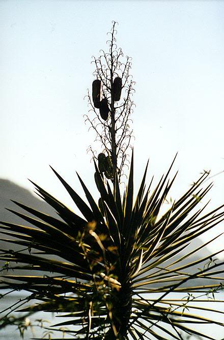 Yucca aloifolia, Morcote, Lago di Lugano.