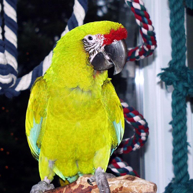 Barney (Male Buffon)