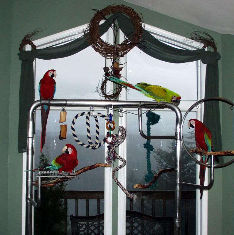 Birds-on-a-Ring