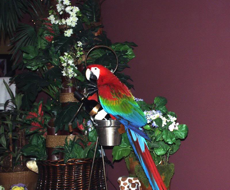 Lilly-Ruby Macaw