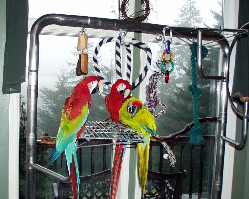 Three Macaws
