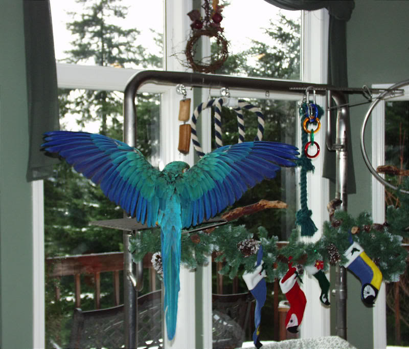 Victory_Christm as Stockings