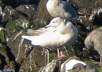 Glaucous Gull (Larus hyperboreus)