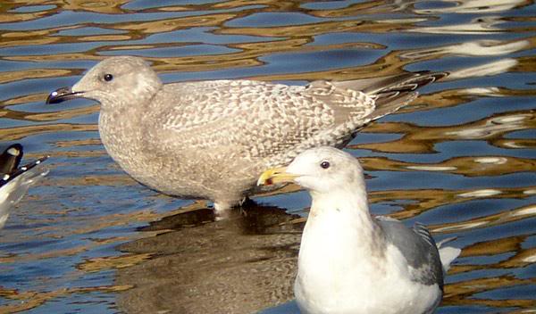 Pale Thayer's Gull - fairly typical