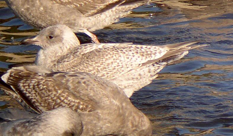 Pale Thayer's-like Gull showing mottled tertials and pa...