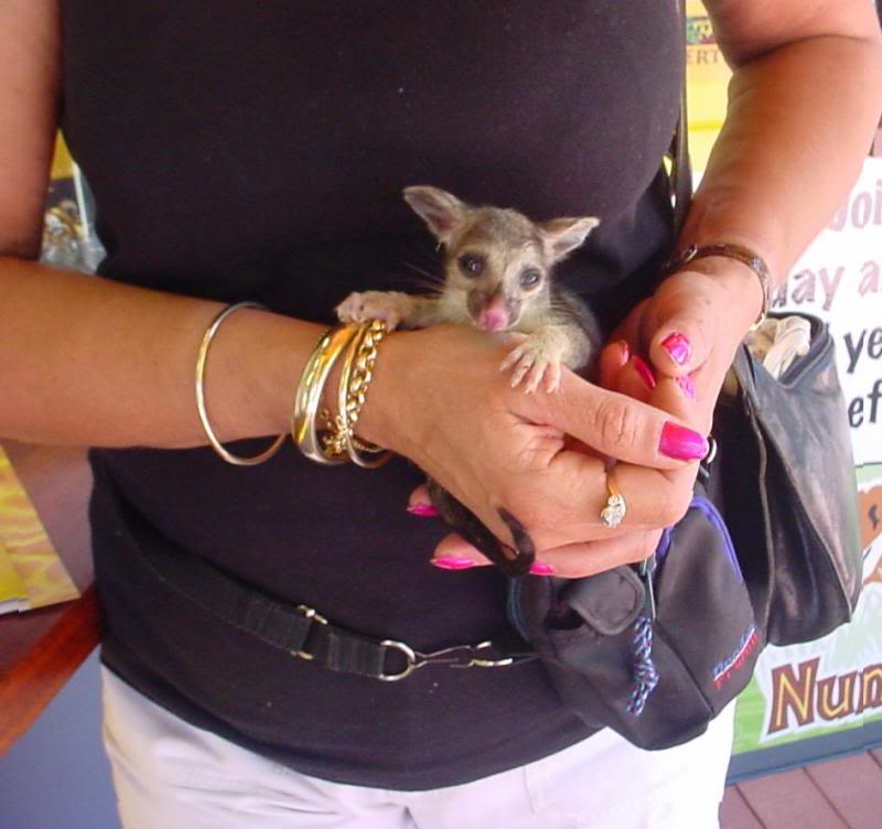 Baby Possum in my hand 1