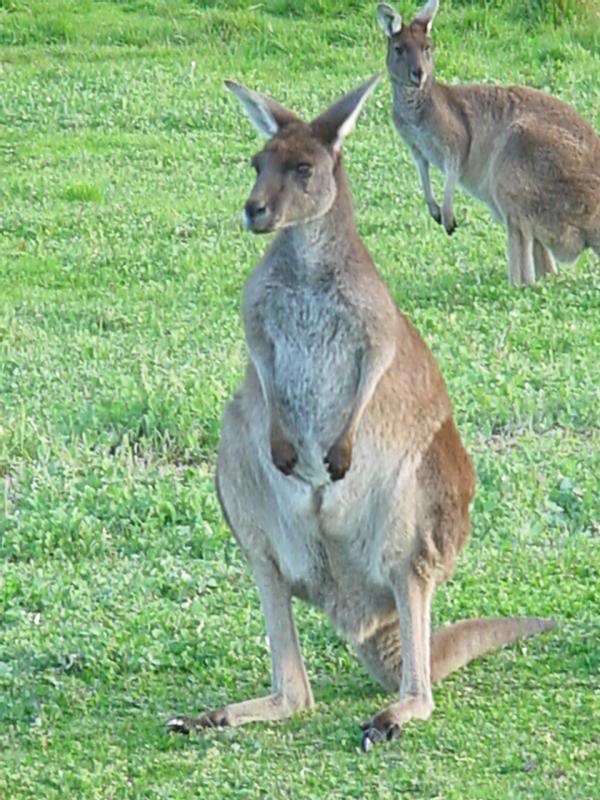 Kangaroos at Manjimup...