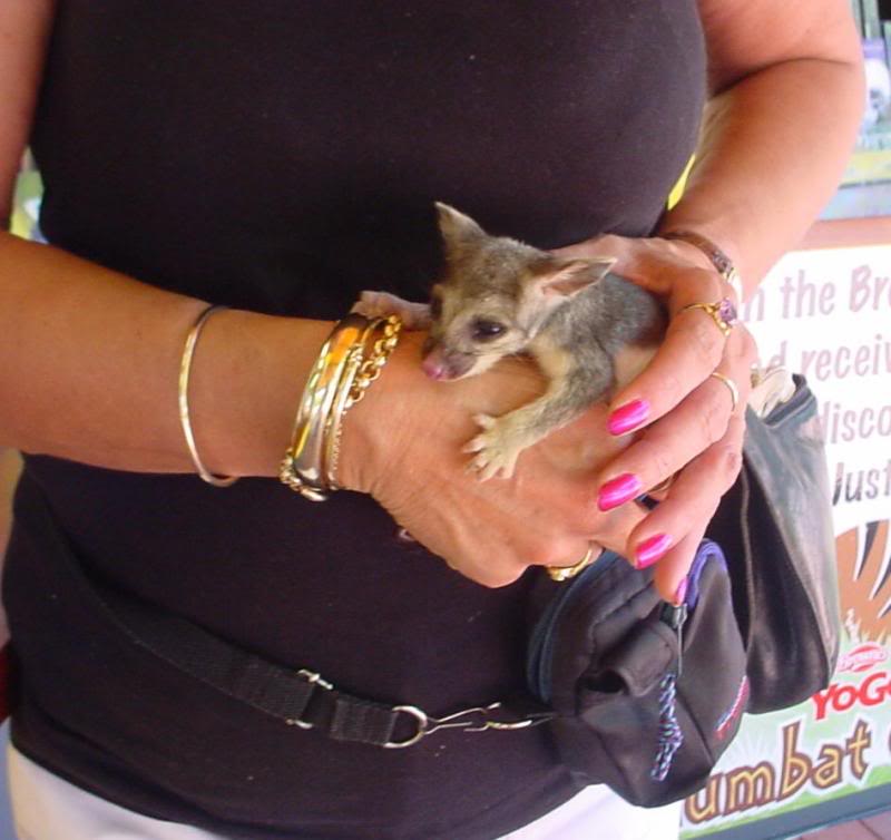 Ladymaggic...th e young possum at the Perth Zoo