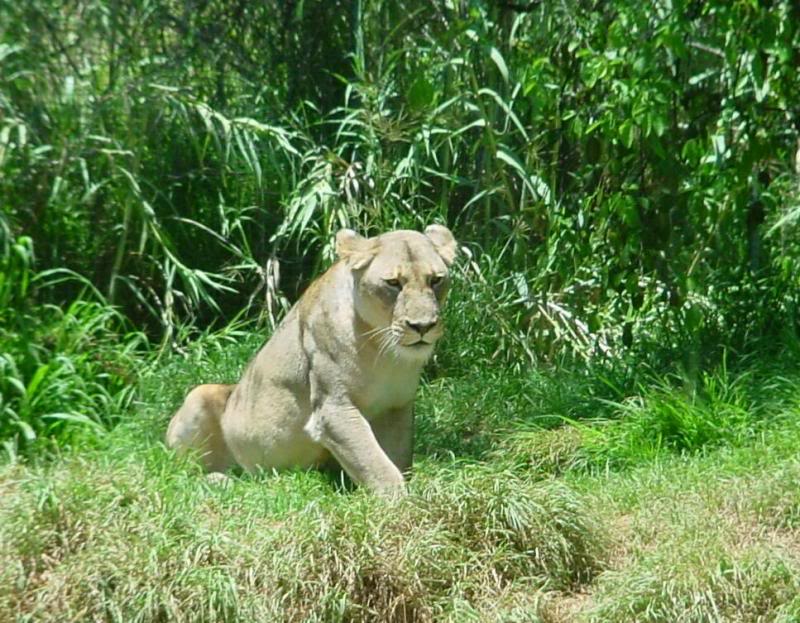 Perth Zoo Lioness