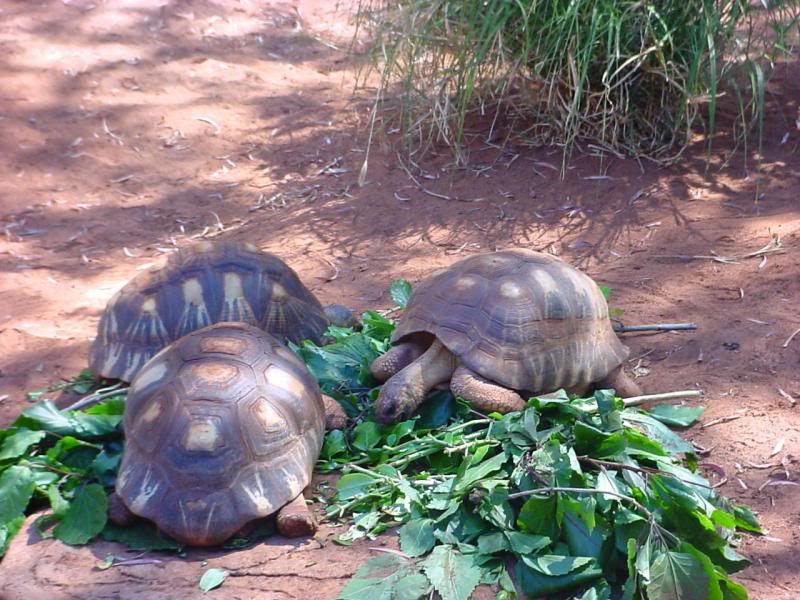 Perth Zoo Lunch for three..