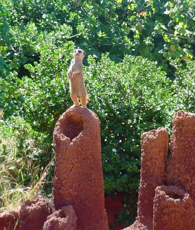 Perth Zoo Meerkat ..I am doing my duty