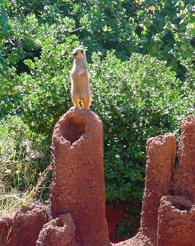 Perth Zoo Meerkat