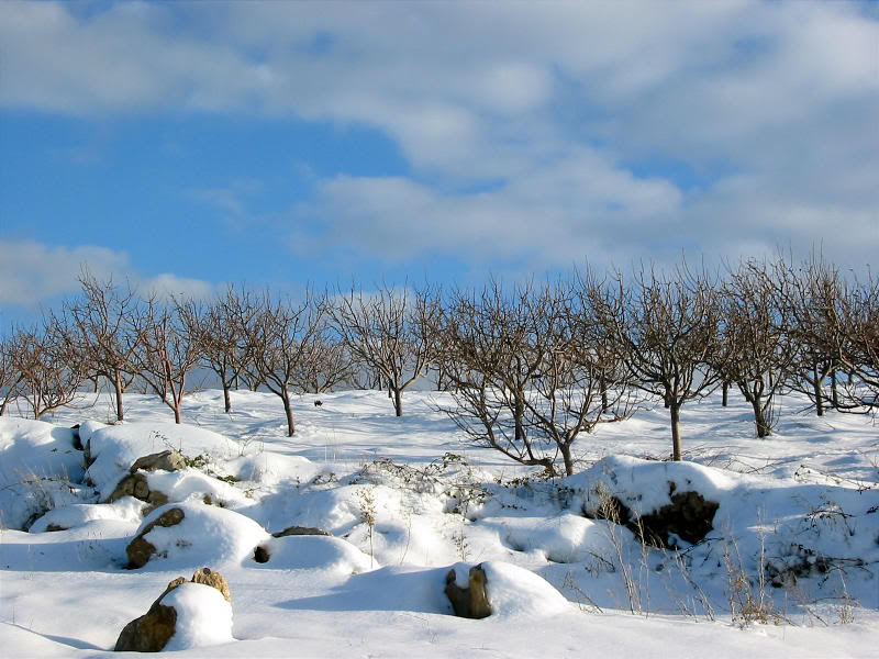 Kobayat National Reserve In Winter , Akkar , North Lebanon