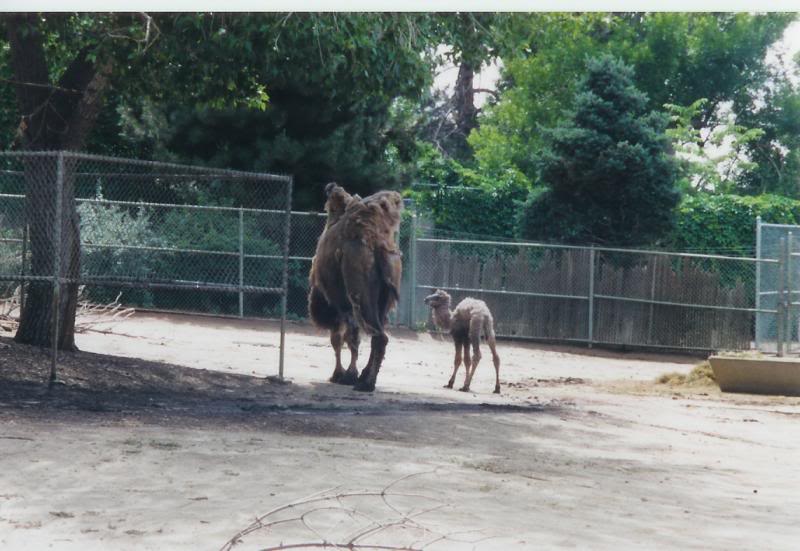 Denver Zoo Baby Camel