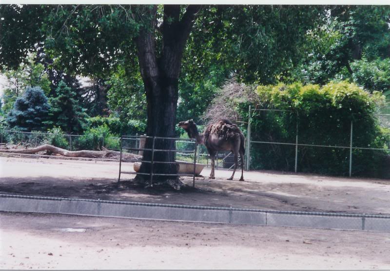 Denver Zoo Dromedary Camel