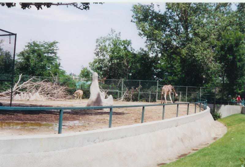 Denver Zoo Giraffes
