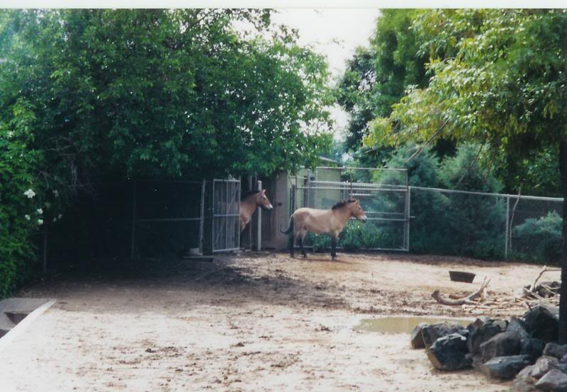 Denver Zoo Przewalski's Horses