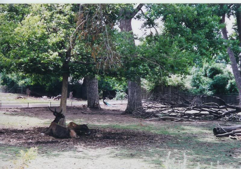 Denver Zoo Thorold's Deer