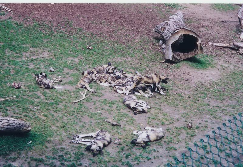 Denver Zoo Wild Dogs