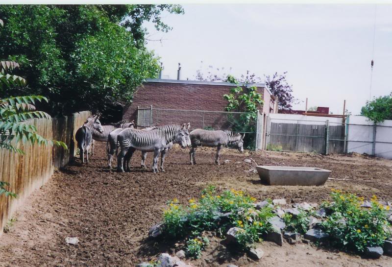 Denver Zoo Zebras