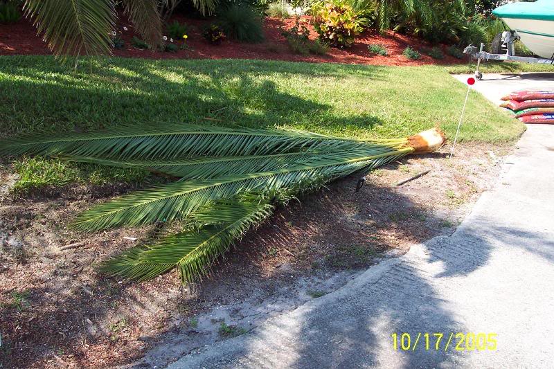 Canary Island date palm crown...