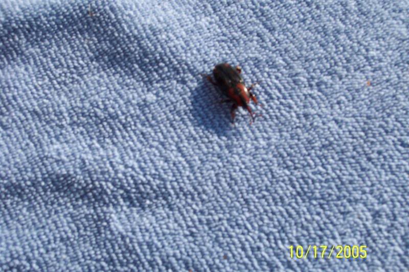 Palmetto weevil (Rynchophorus cruentatus)