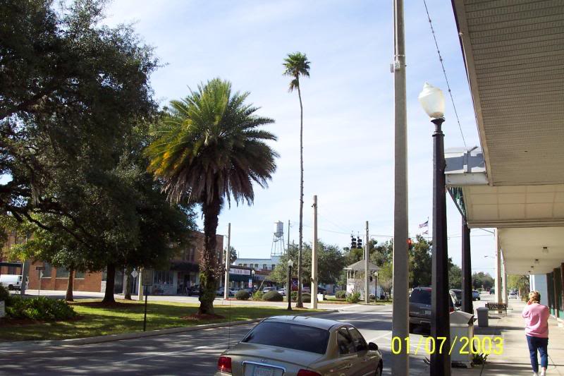 Phoenix and Washington palm.