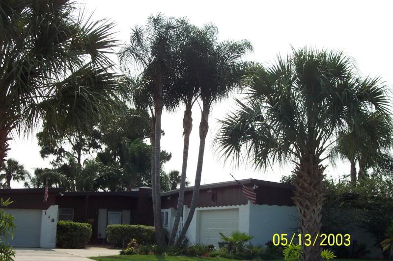 Quad queen palms