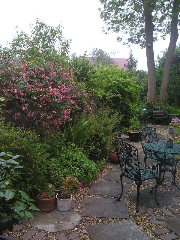 my garden 1 June 2007