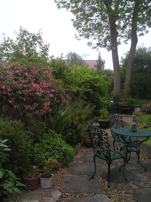 my garden 2 June 2007