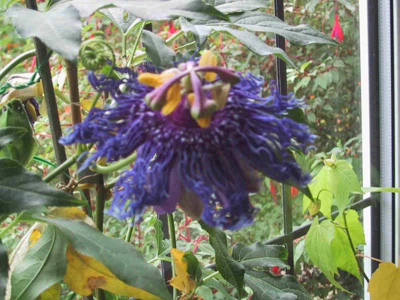passionflower