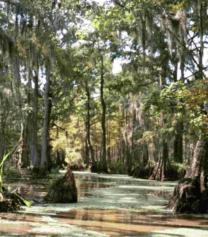 Louisiana Swamp 1
