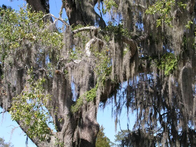 Oak Trees Dripping with Moss Bayou Liberty