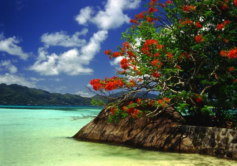 Seychelles - A Flamboyant tree on Ile Moyenne