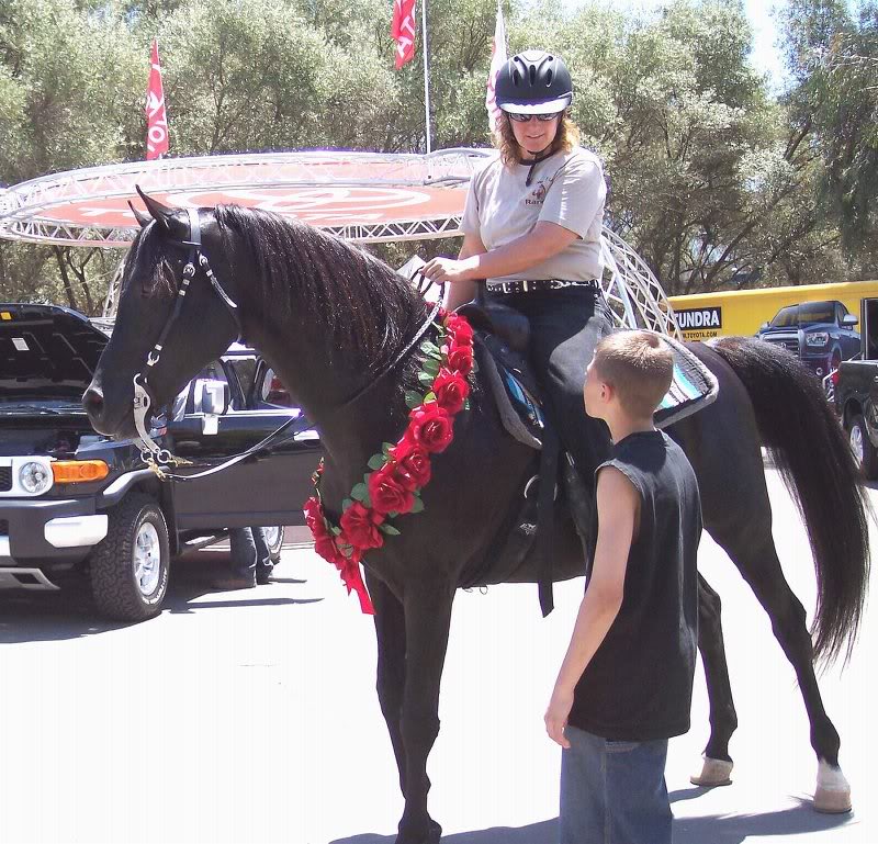 Black Stallion, TC Bey Cedar, 2007 Horse Expo