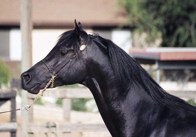 TC BEY CEDAR - Head shot